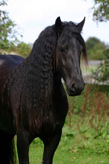 frís4.jpg