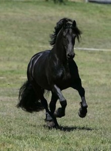 frís7
