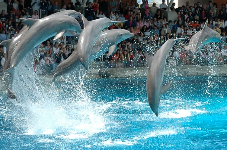 delfini1.jpg